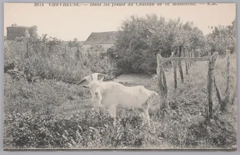 Album 36 Sou.B.557 Photo