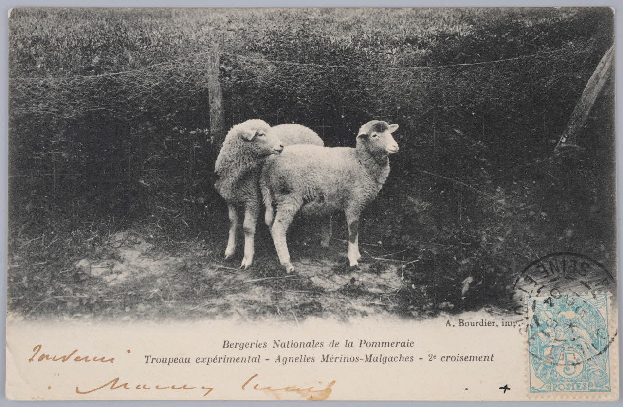 Album 36 Sou.B.607 Photo
