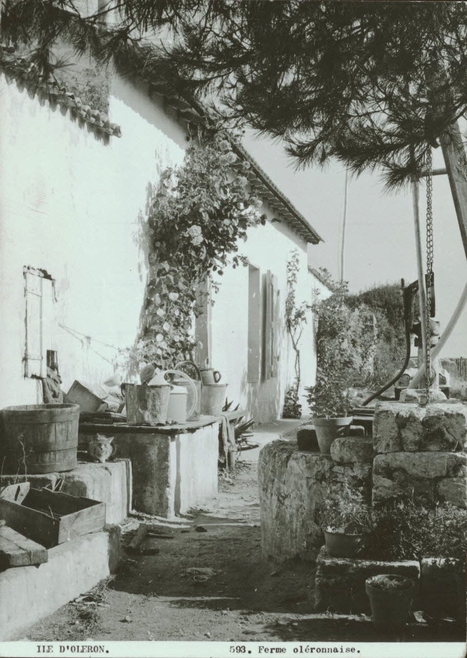 carte postale ILE D'OLERON-UNE FERME 1950 010160 Photo