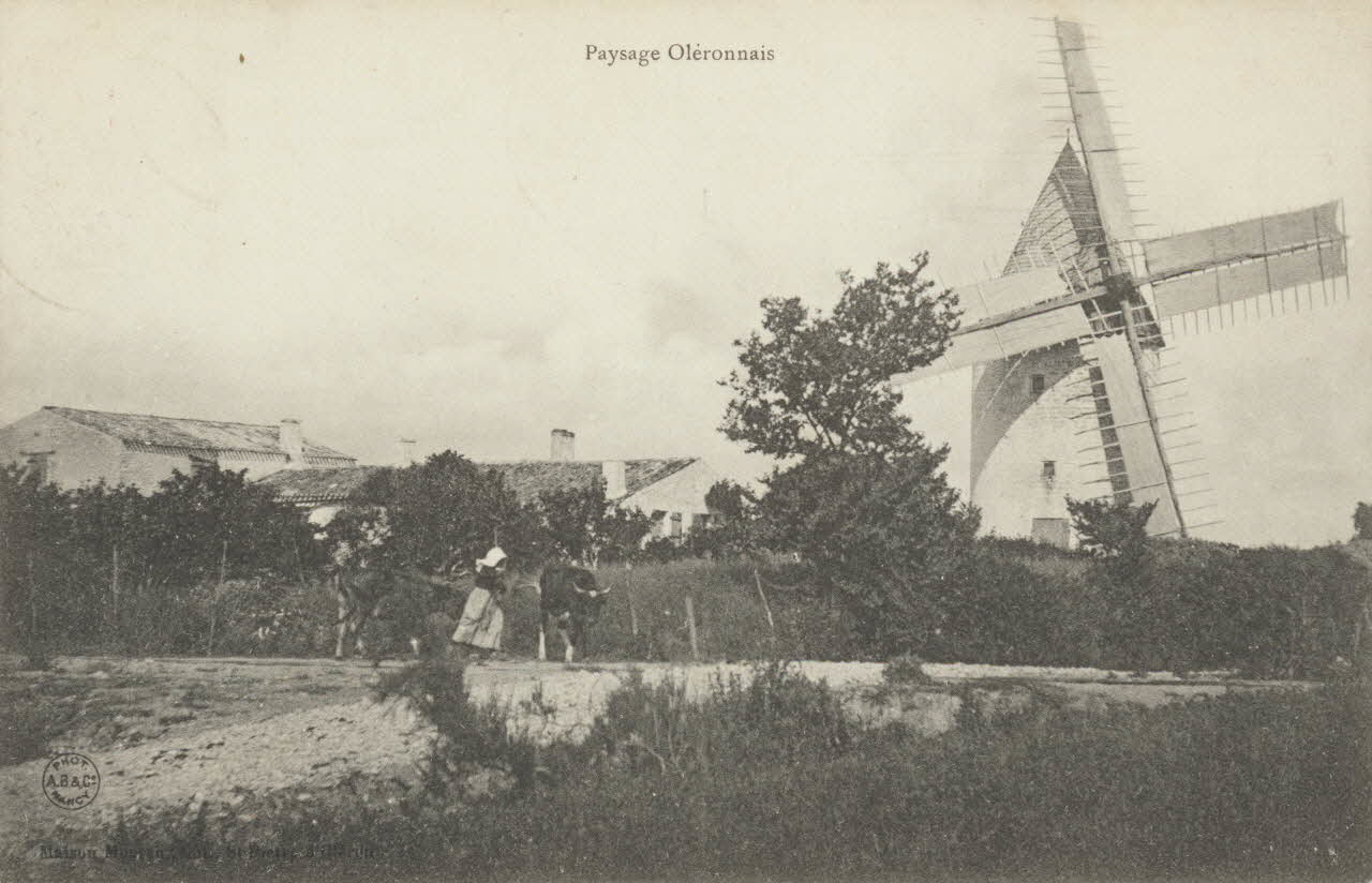 carte postale PAYSAGE OLERONNAIS 1903-1950 010170 Photo