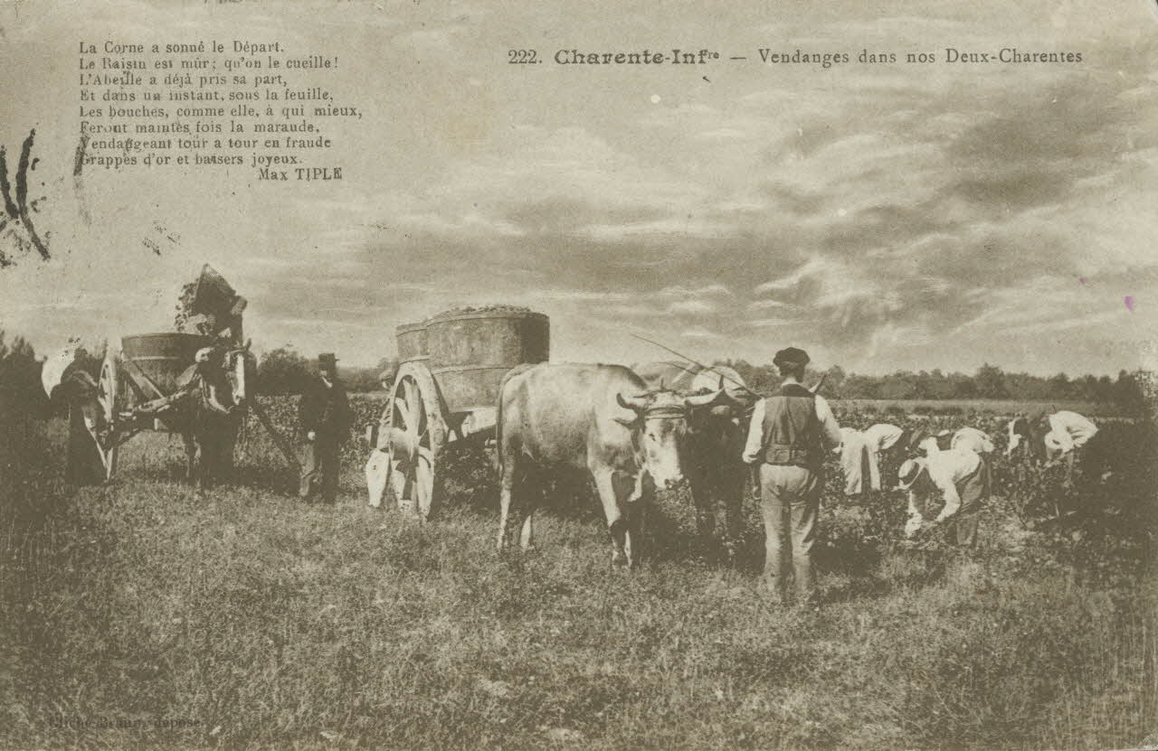 carte postale VENDANGES DANS NOS DEUX-CHARENTES 1911 010405 Photo