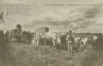 carte postale VENDANGES DANS NOS DEUX-CHARENTES 1911 010405 Photo