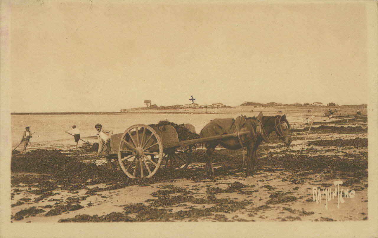 carte postale RECOLTE DU VARECH 1903 010406 Photo