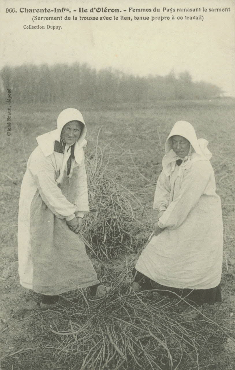 carte postale FEMMES RAMASSANT LE SARMANT 1903-1920 010409 Photo