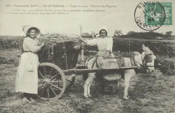 carte postale TYPES DU PAYS. RECOLTE DES OIGNONS 1903-1920 010411 Photo