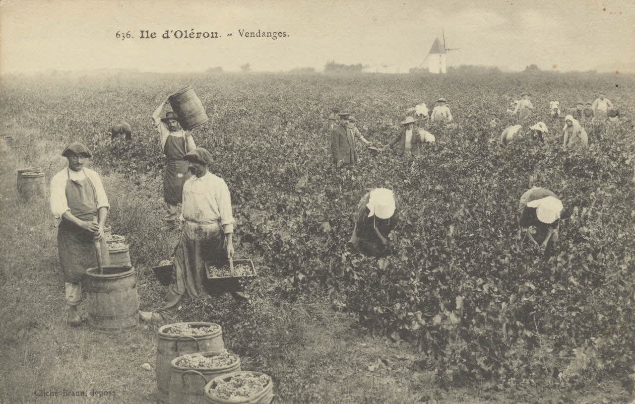 carte postale ILE D'OLERON. VENDANGES 1903-1920 010412 Photo