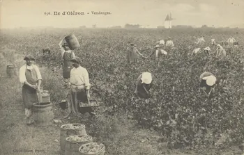 carte postale ILE D'OLERON. VENDANGES 1903-1920 010412 Photo