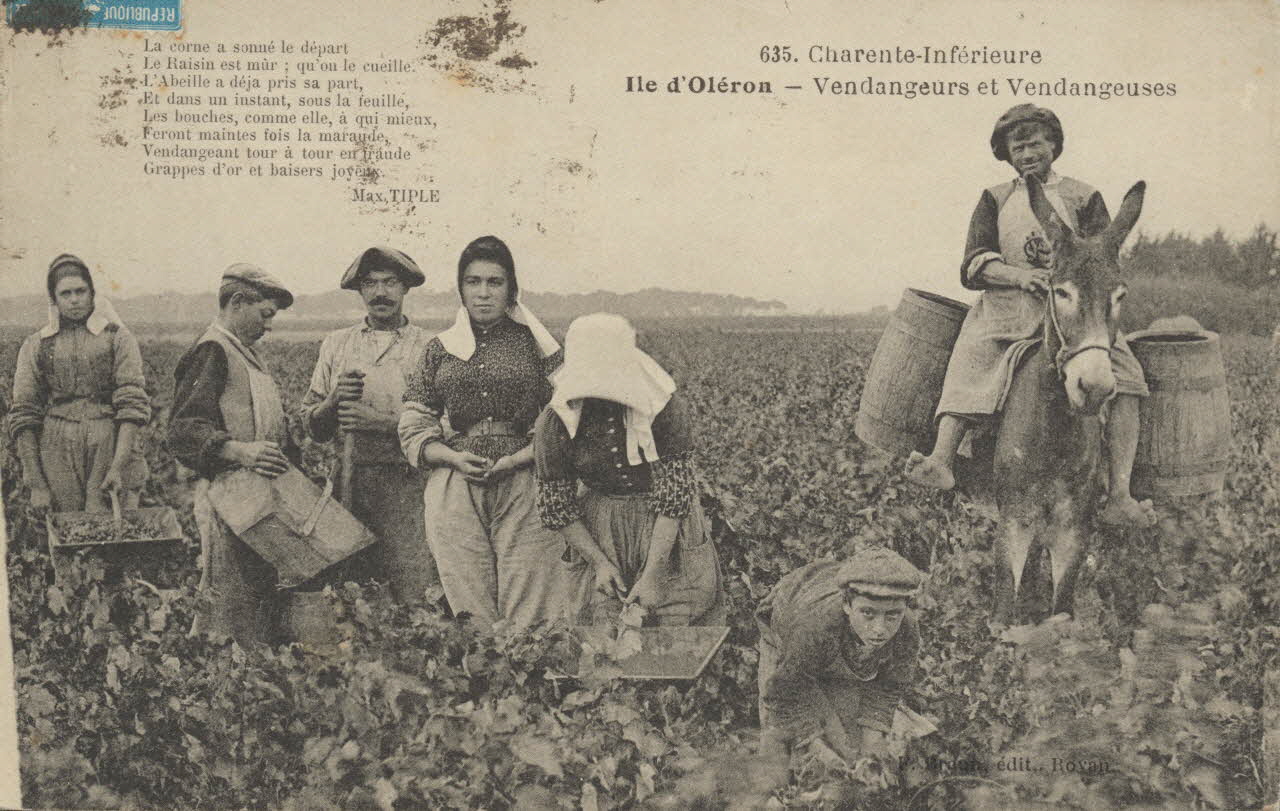 carte postale OLERON. VENDANGEURS ET VENDANGEUSES 1926 010413 Photo