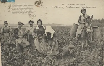 carte postale OLERON. VENDANGEURS ET VENDANGEUSES 1926 010413 Photo