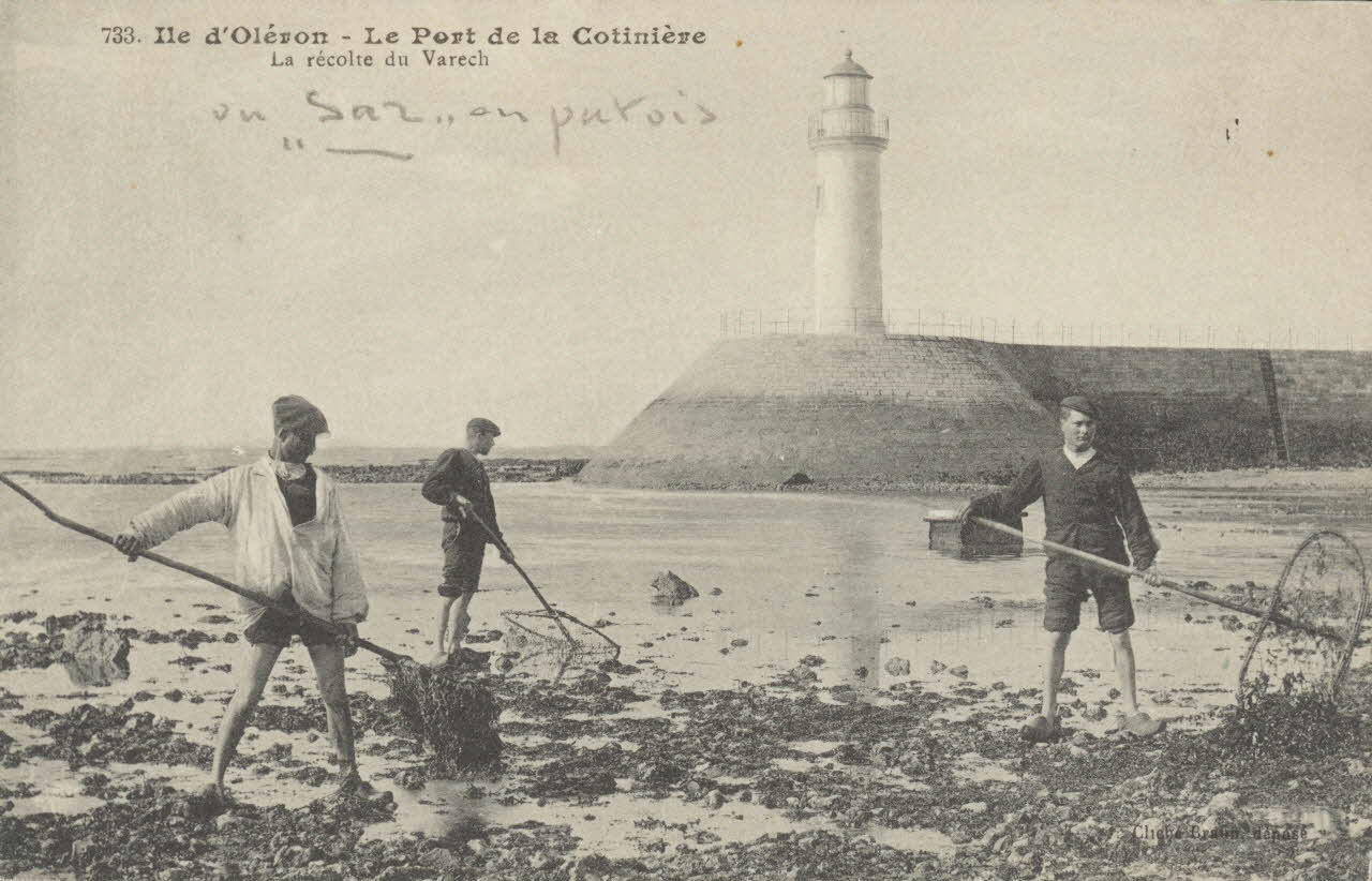 carte postale ILE D'OLERON. LA RECOLTE DU VARECH Charente-Maritime 1903-1920 010414 Photo
