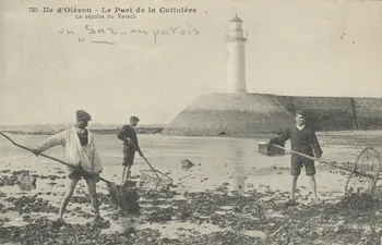 carte postale ILE D'OLERON. LA RECOLTE DU VARECH Charente-Maritime 1903-1920 010414  Photo