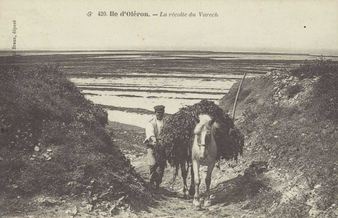 carte postale ILE D'OLERON. LA RECOLTE DU VARECH Charente-Maritime 1903-1920 010415 Photo