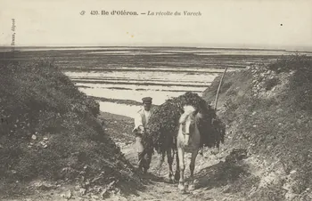 carte postale ILE D'OLERON. LA RECOLTE DU VARECH Charente-Maritime 1903-1920 010415  Photo
