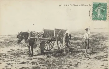 carte postale ILE D'OLERON. RECOLTE DU VARECH Charente-Maritime 1923 010416  Photo
