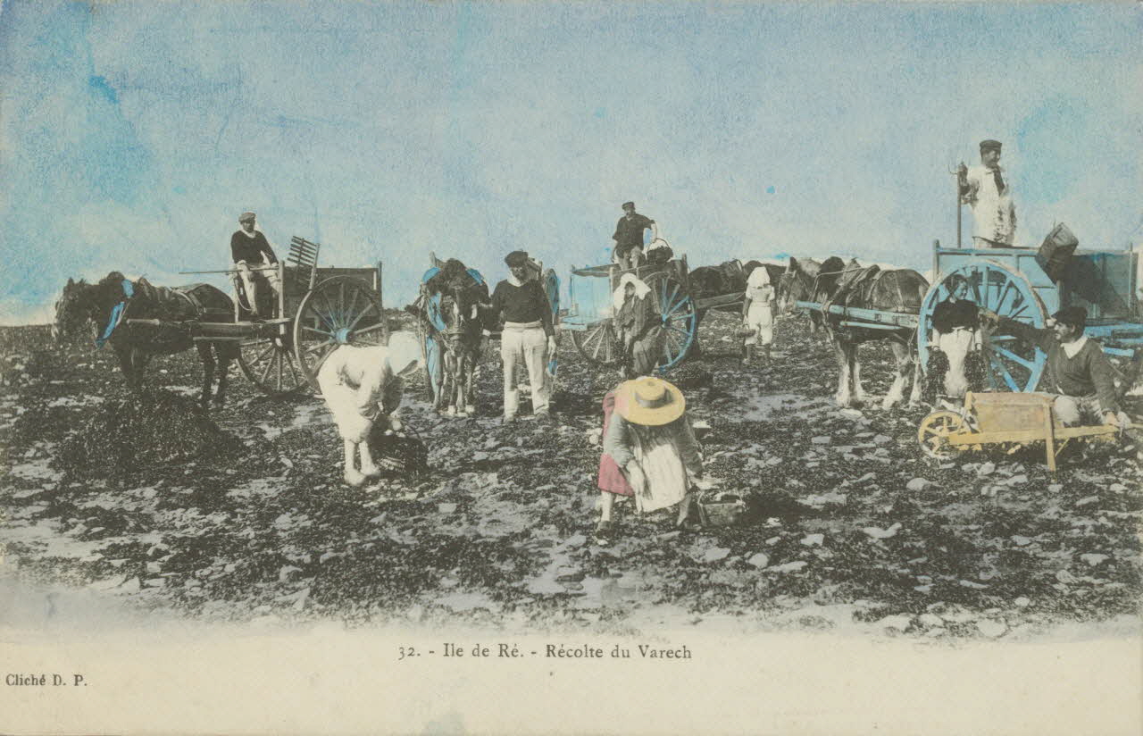 carte postale ILE DE RE. RECOLTE DU VARECH 1903 010418 Photo