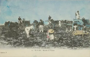 carte postale ILE DE RE. RECOLTE DU VARECH 1903 010418 Photo