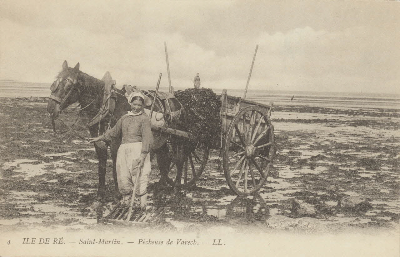 carte postale ILE DE RE. PECHEUSE DE VARECH Charente-Maritime 1903-1920 010419 Photo