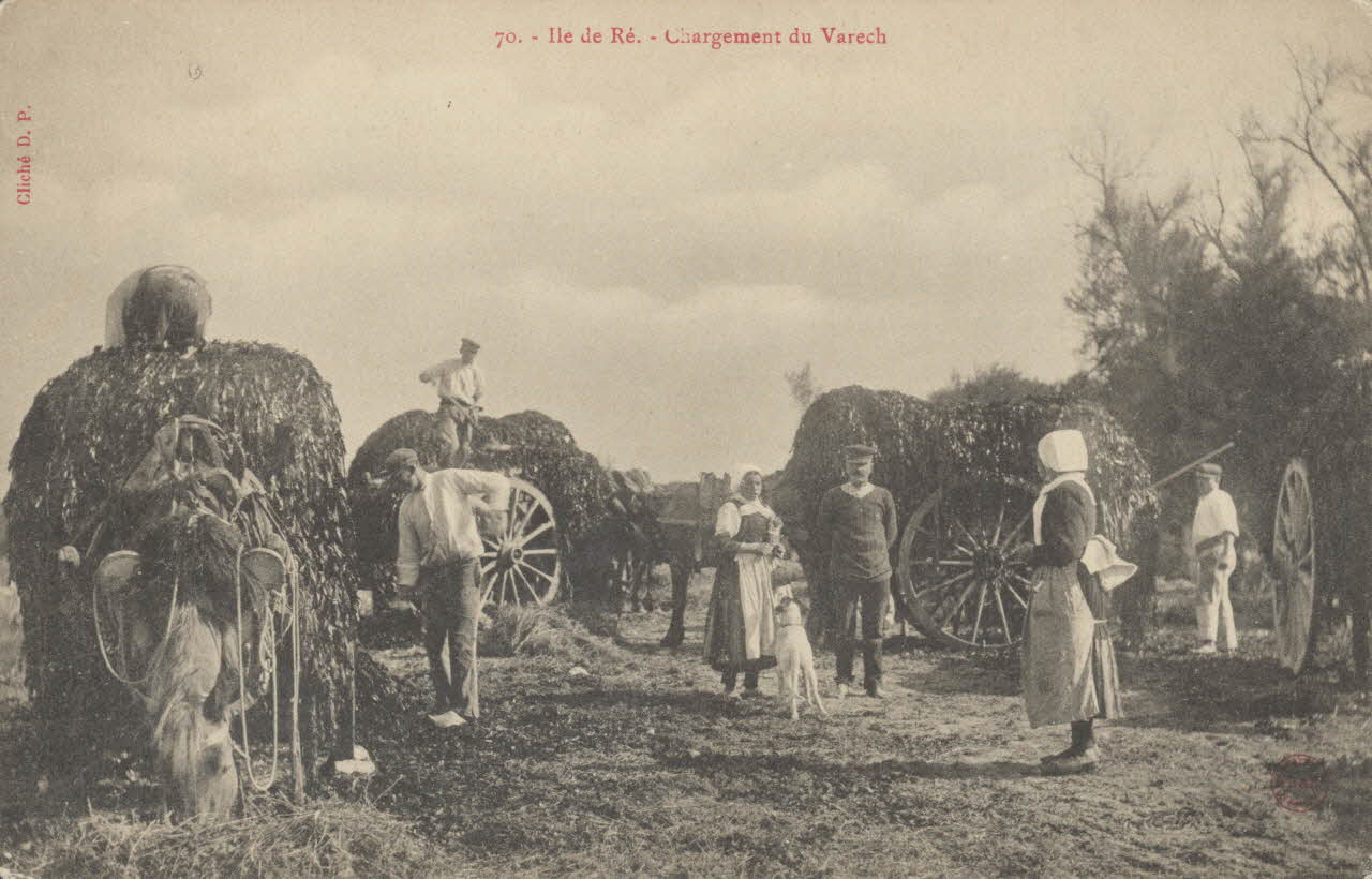 carte postale ILE DE RE. CHARGEMENT DU VARECH 1903-1920 010420 Photo