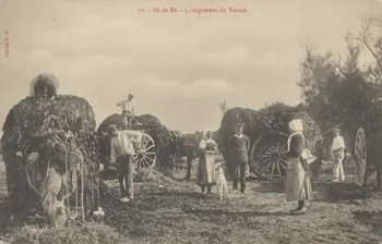 carte postale ILE DE RE. CHARGEMENT DU VARECH 1903-1920 010420 Photo