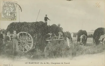 carte postale LE MARTRAY. CHARGEMENT DE VARECH 1903 010421 Photo