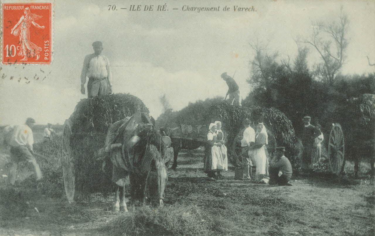 carte postale ILE DE RE. CHARGEMENT DE VARECH 1903-1920 010423 Photo
