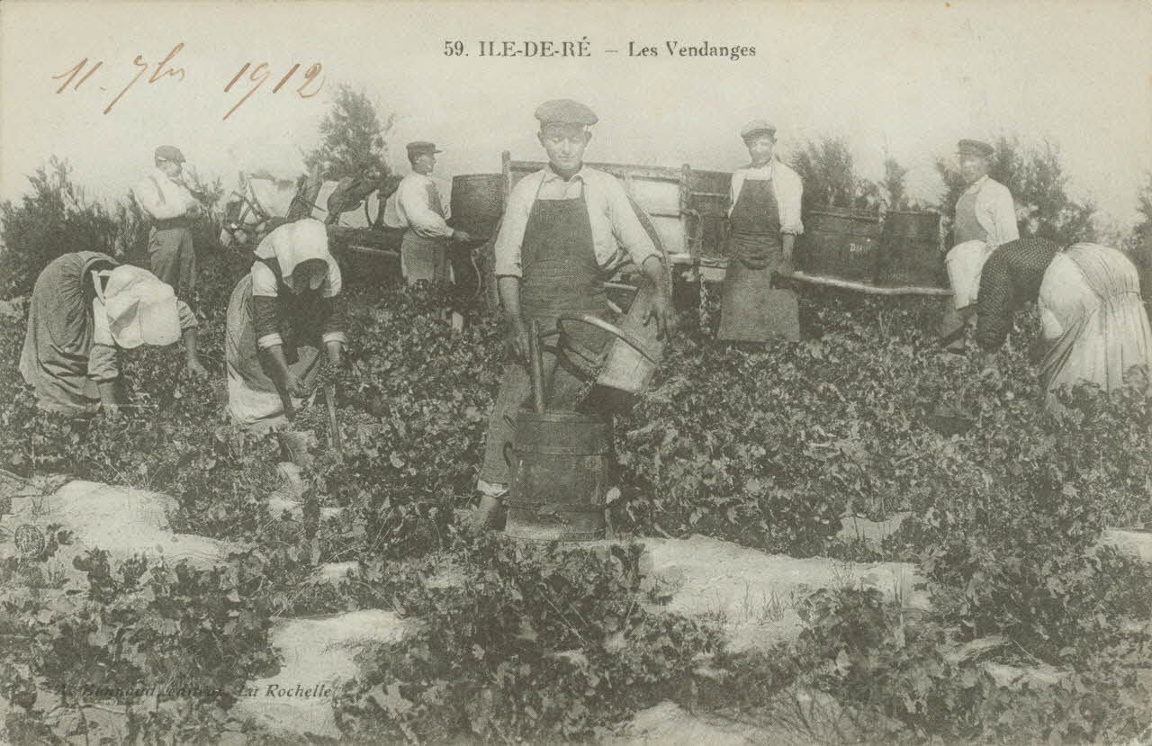 carte postale ILE DE RE. LES VENDANGES 1912 010425 Photo