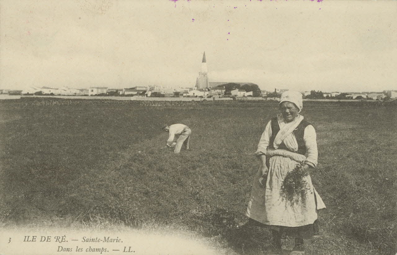 carte postale DANS LES CHAMPS 1903 010427 Photo