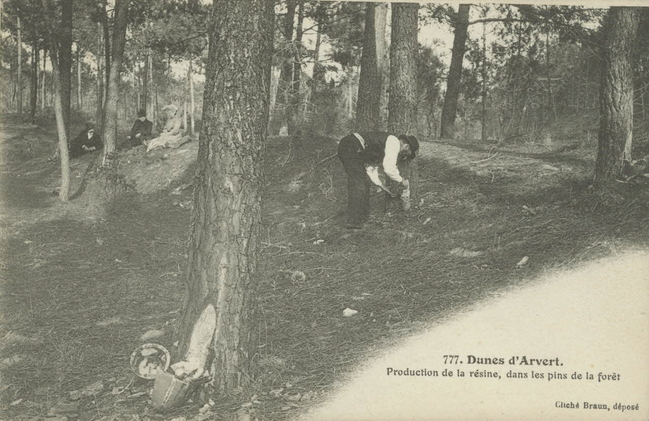 carte postale PRODUCTION DE LA RESINE Charente-Maritime 1903-1920 010428 Photo