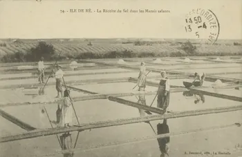 carte postale LA RECOLTE DU SEL DANS LES MARAIS 1915 010452  Photo