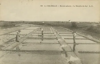 carte postale MARAIS SALANTS, LA RECOLTE DU SEL Charente-Maritime 1916 010463  Photo