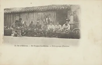 carte postale DETROQUAGE D'HUITRES 1903 010479  Photo