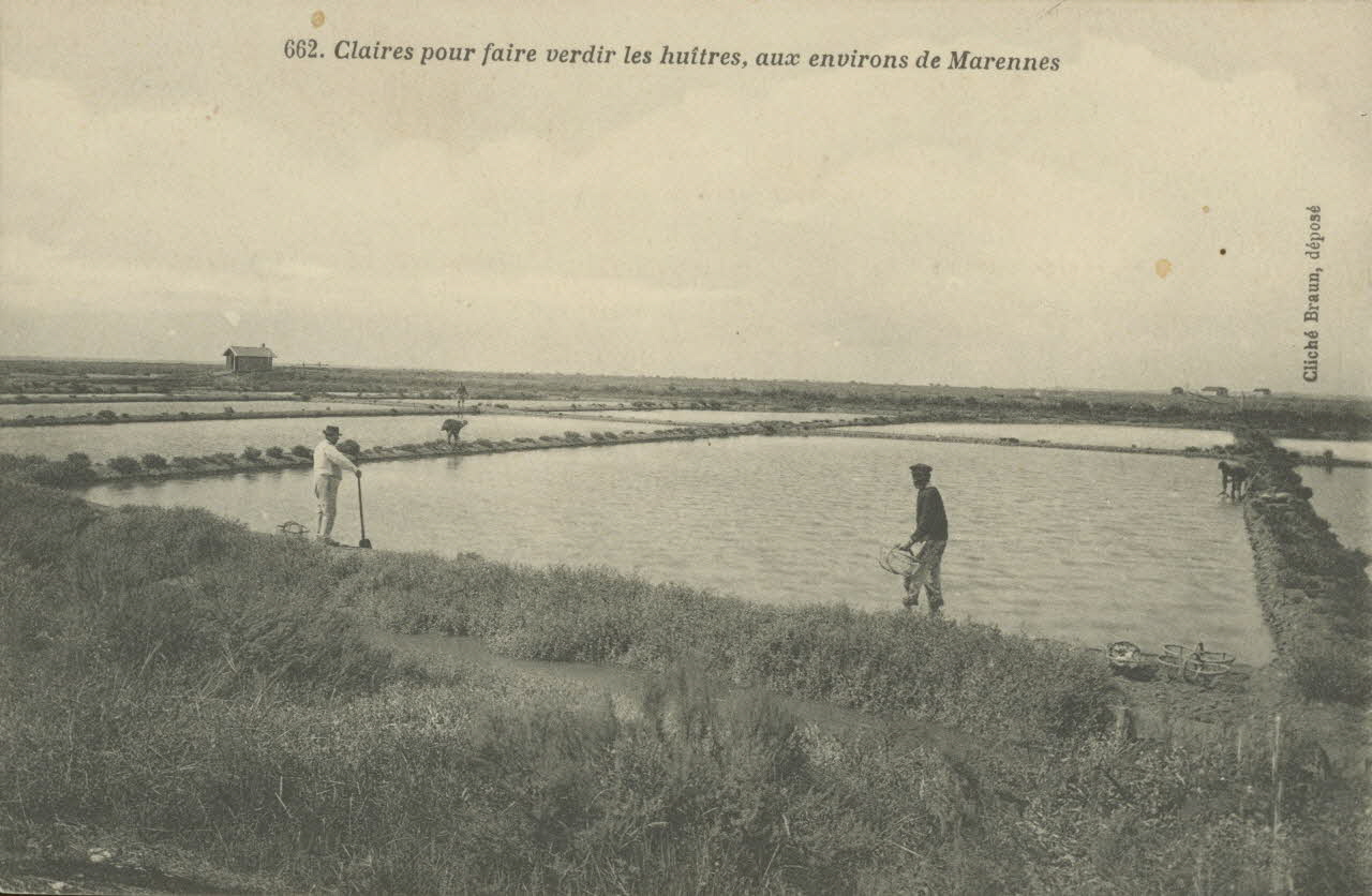 carte postale CLAIRES POUR VERDIR LES HUITRES Charente-Maritime 1903-1920 010501 Photo
