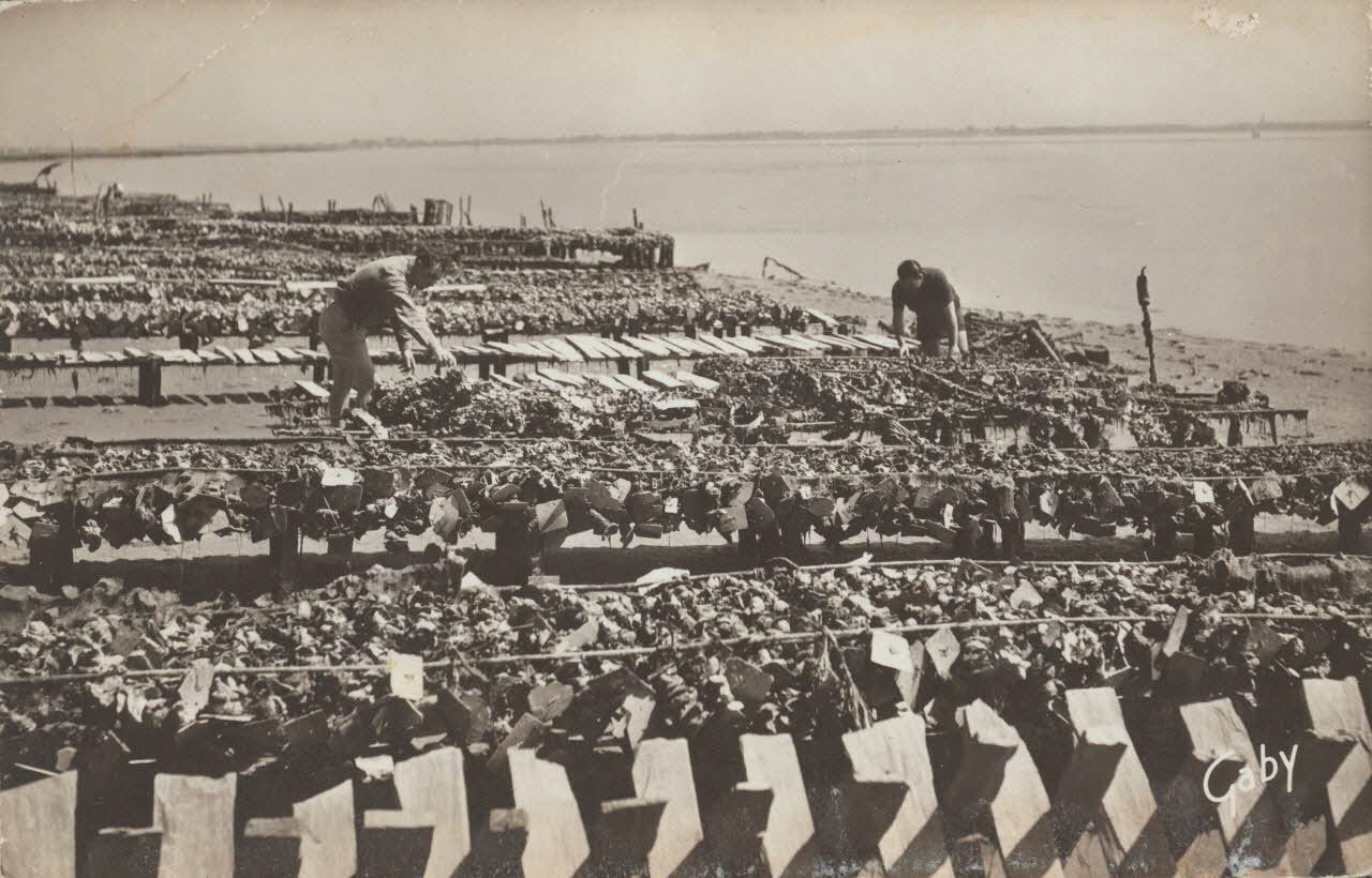 carte postale COLLECTEUR D'HUITRES Charente-Maritime 1950 010502 Photo