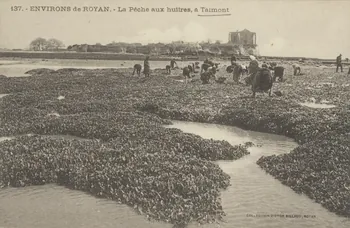 carte postale LA PECHE AUX HUITRES A TALMONT Charente-Maritime 1903-1920 010517 Photo