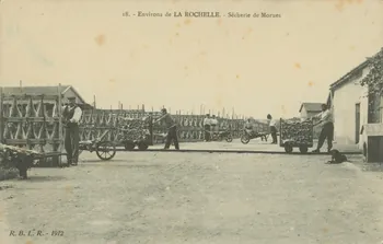 carte postale SECHERIE DE MORUES Charente-Maritime 1903-1920 010570  Photo