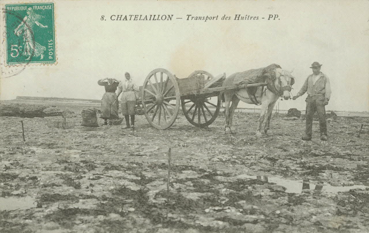 carte postale TRANSPORT DES HUITRES Charente-Maritime 1909 010977 Photo