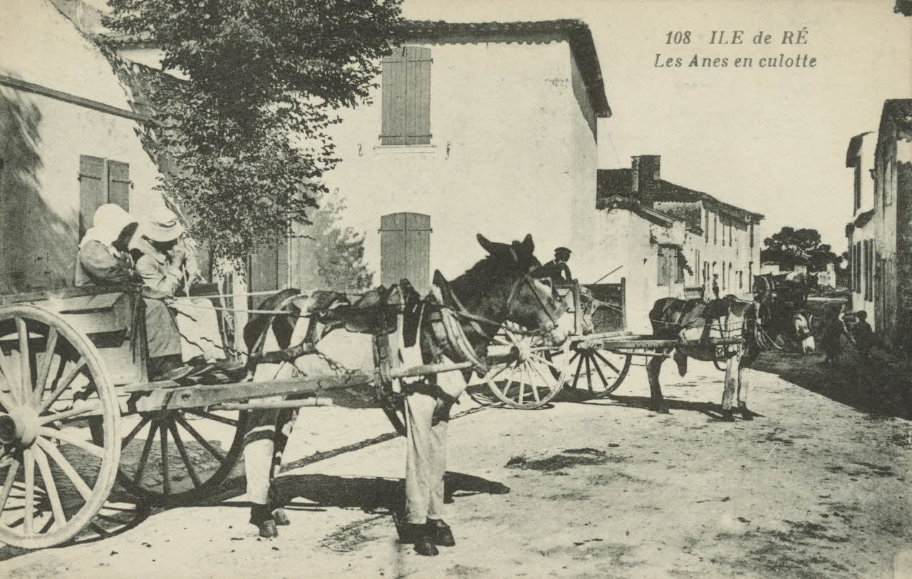 carte postale LES ANES EN CULOTTE 1903-1920 010997 Photo