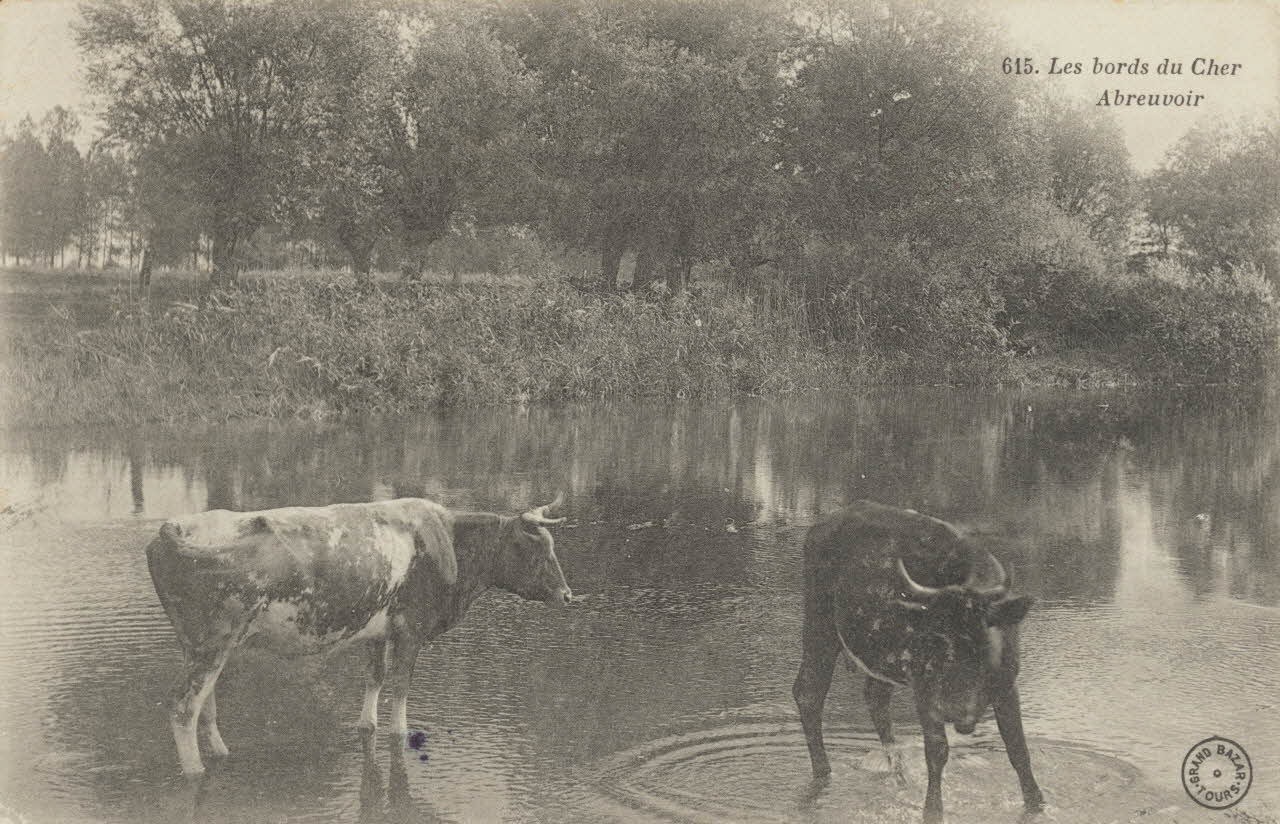 carte postale LES BORDS DU CHER. ABREUVOIR 1904 011430 Photo