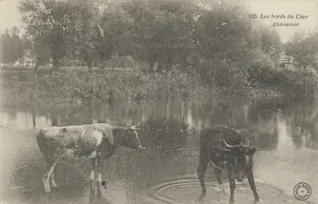 carte postale LES BORDS DU CHER. ABREUVOIR 1904 011430  Photo