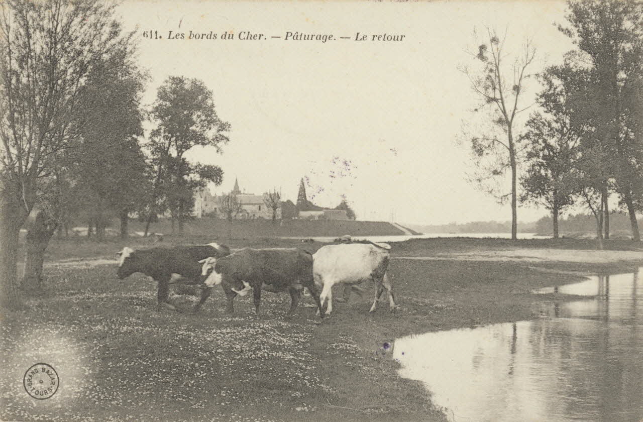 carte postale LES BORDS DU CHER. PATURAGE. RETOUR 1903-1920 011431 Photo