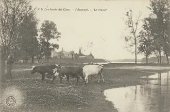 carte postale LES BORDS DU CHER. PATURAGE. RETOUR 1903-1920 011431  Photo
