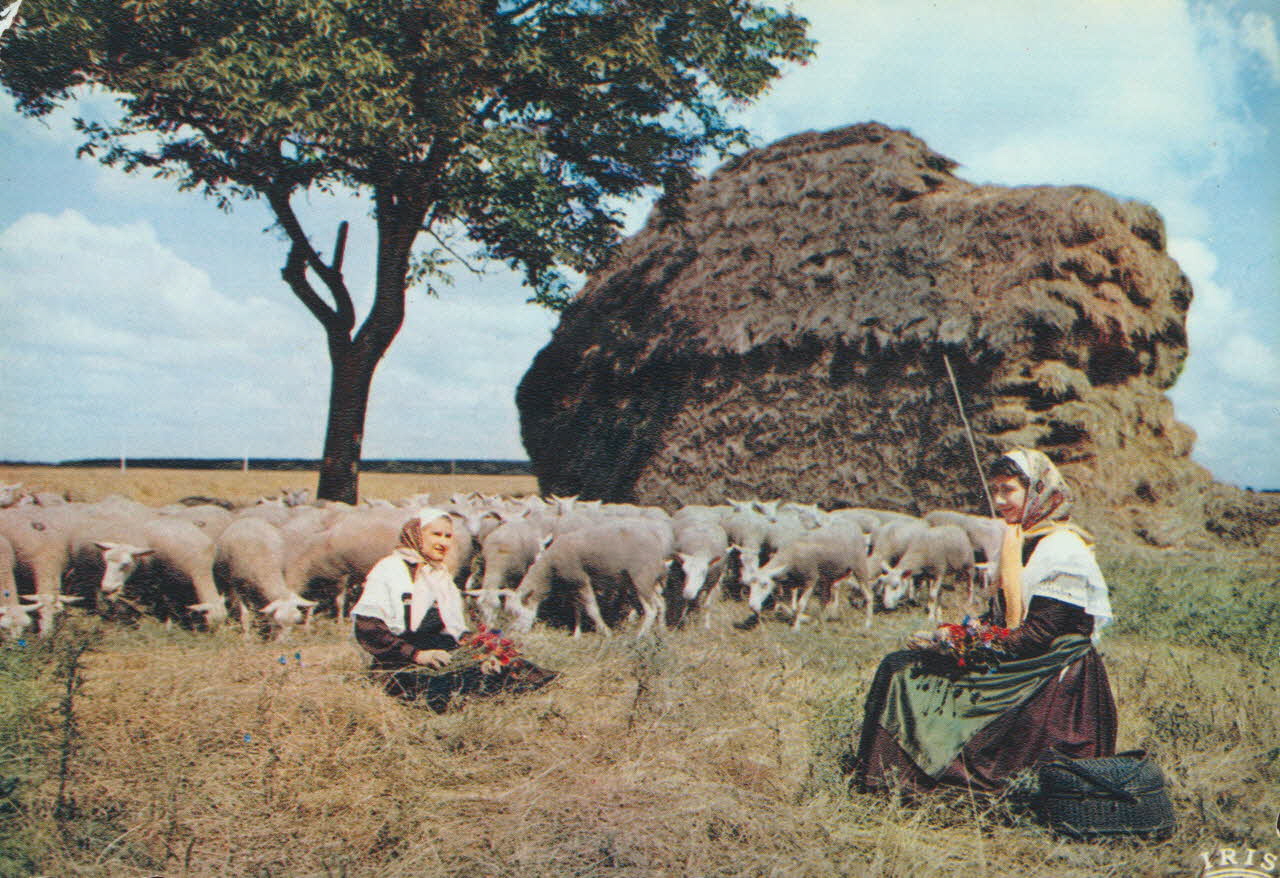 carte postale LE CHER PITTORESQUE Cher 1950 011444 Photo