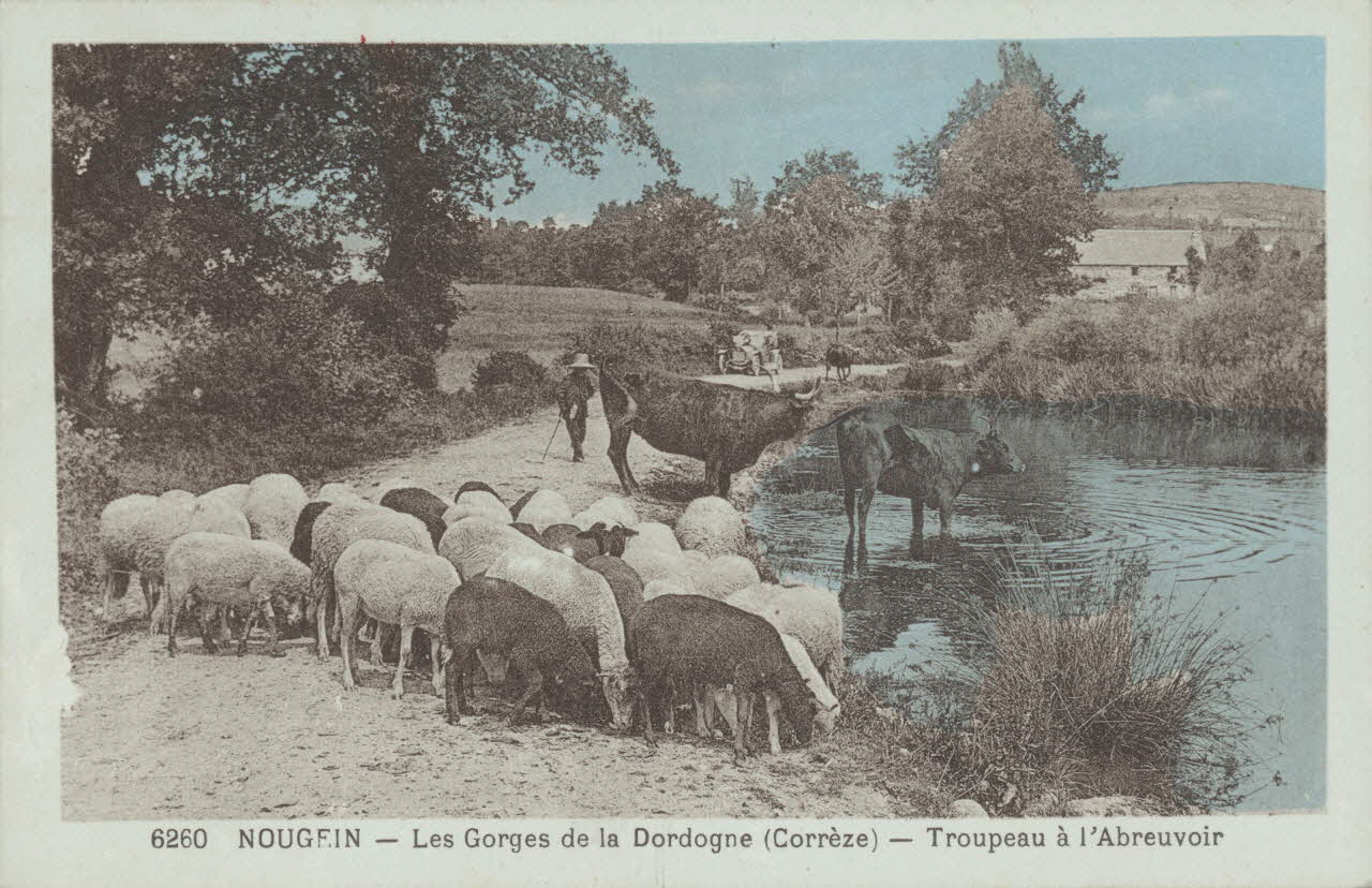 carte postale NOUGEIN. TROUPEAU A L'ABREUVOIR 1903-1920 011999 Photo