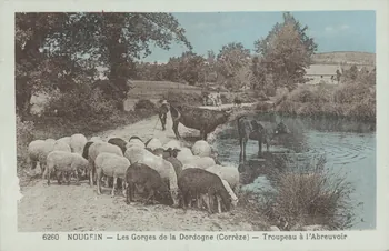 carte postale NOUGEIN. TROUPEAU A L'ABREUVOIR 1903-1920 011999  Photo