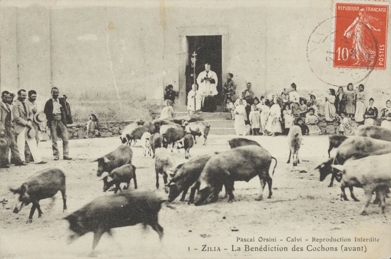Pascal Orsini carte postale BENEDICTION DES COCHONS (AVANT) Corse, France 1904 012356 Photo