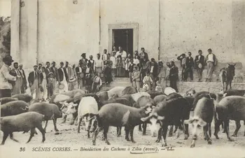 carte postale BENEDICTION DES COCHONS (AVANT) Corse, France 1903-1920 012357 Photo