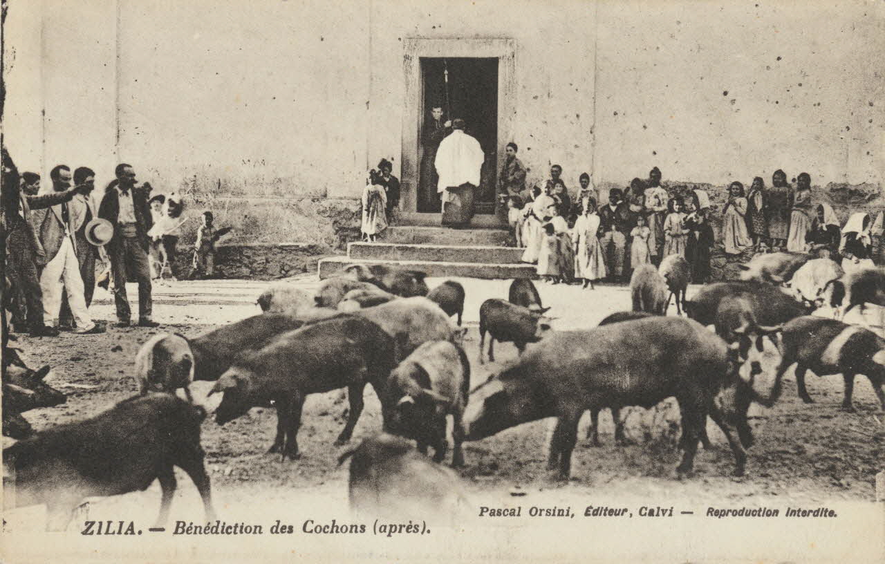Pascal Orsini carte postale BENEDICTION DES COCHONS (APRES) Corse, France 1903-1920 012358 Photo