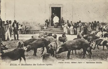 Pascal Orsini carte postale BENEDICTION DES COCHONS (APRES) Corse, France 1903-1920 012358 Photo