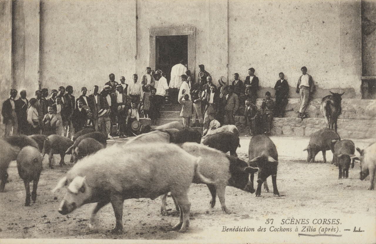 carte postale BENEDICTION DES COCHONS (APRES) Corse, France 1903-1920 012359 Photo