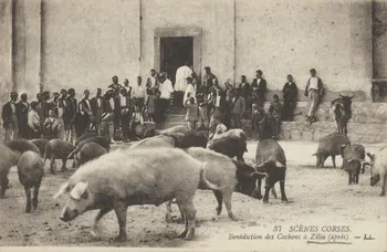 carte postale BENEDICTION DES COCHONS (APRES) Corse, France 1903-1920 012359 Photo